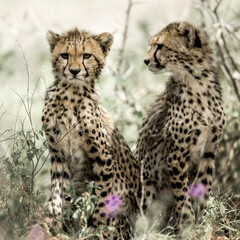 Obraz na płótnie Canvas Cub cheetahs in Serengeti National Park
