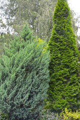 Juniper scaly, variety "Loderii" and thuja western, variety ‘Smaragd’ in group planting
