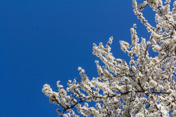 The plum blossom is the flower representing the early spring