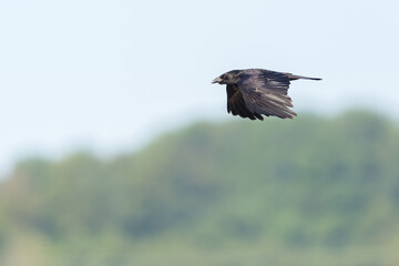 black carrion crow raven (corvus corone) flying in front of forest