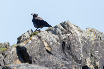 hooded crow (corvus corone cornix) standing on rock