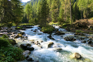 Torrential mountain stream rushes through alpine forests into the valley