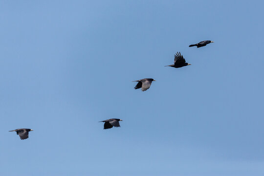 five rooks (corvus frugilegus) in flight in blue sky