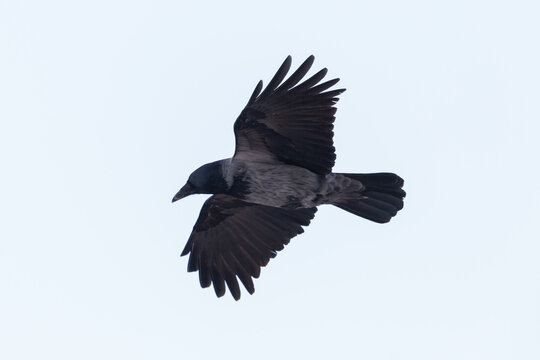 isolated hooded crow (corvus corone cornix) in flight with spread wings