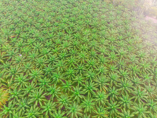 Oil palm plantation tree forest nature background