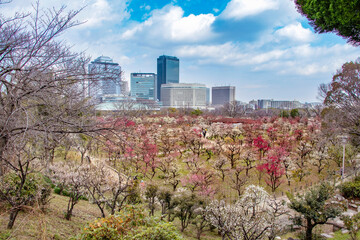 大阪城公園の梅林