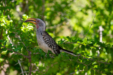 Calao leucomèle,.Tockus leucomelas, Southern Yellow billed Hornbill
