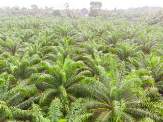 Oil palm plantation tree forest nature background