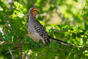 Calao leucomèle,.Tockus leucomelas, Southern Yellow billed Hornbill