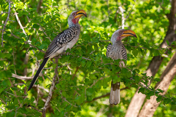Calao leucomèle,.Tockus leucomelas, Southern Yellow billed Hornbill
