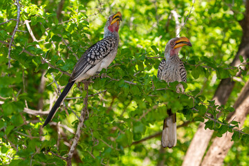 Calao leucomèle,.Tockus leucomelas, Southern Yellow billed Hornbill