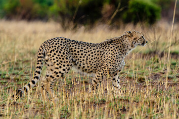 Guépard, cheetah, Acinonyx jubatus, Parc national Kruger, Afrique du Sud