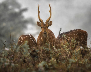 deer in the forest