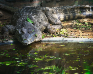 alligator in the swamp