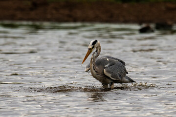 Héron cendré, Ardea cinerea, Grey Heron
