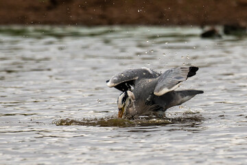 Héron cendré, Ardea cinerea, Grey Heron