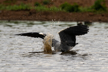 Héron cendré, Ardea cinerea, Grey Heron