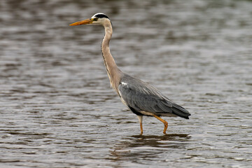 Héron cendré, Ardea cinerea, Grey Heron