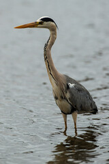 Héron cendré, Ardea cinerea, Grey Heron