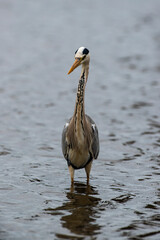 Héron cendré, Ardea cinerea, Grey Heron