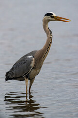 Héron cendré, Ardea cinerea, Grey Heron