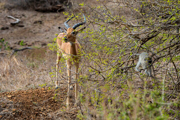 Impala, male, Aepyceros melampus