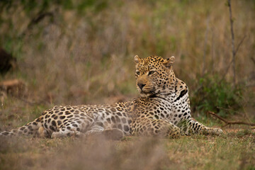 Léopard, Panthère, Panthera pardus, Afrique du Sud