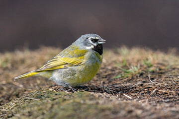 The white-bridled finch (Melanodera melanodera)
