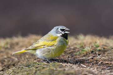 The white-bridled finch (Melanodera melanodera)