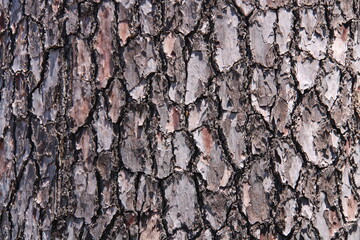 Pine Tree Bark Texture