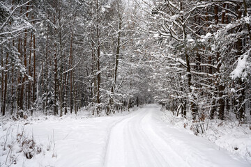 Winter forest in the snow.  