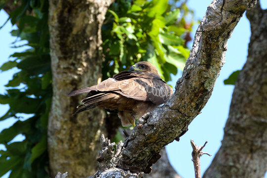 Black Kite resting on the tree of forest.