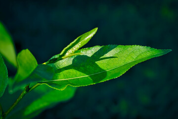 Young green leaves illuminated by a sunbeam on a blurred dark background close-up.