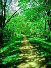 Fototapeta premium Forest path among green trees. Forest in spring or summer. The concept of nature and ecology.