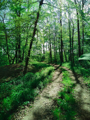 Obraz premium Forest trail among green trees. The concept of nature and ecology. Nature background