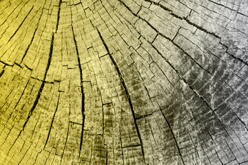 Wood texture of cut tree trunk. Color of the year 2021