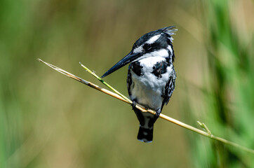 Martin pêcheur pie,.Ceryle rudis, Pied Kingfisher