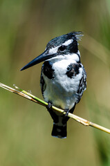 Martin pêcheur pie,.Ceryle rudis, Pied Kingfisher