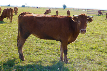 Animal farm, pasture. Limousine cows meat breed herd.