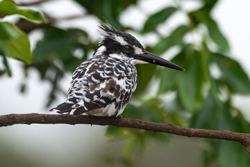 Martin pêcheur pie,.Ceryle rudis, Pied Kingfisher