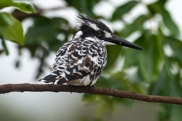 Martin pêcheur pie,.Ceryle rudis, Pied Kingfisher