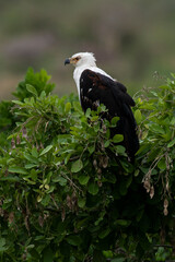 Pygargue vocifère, .Haliaeetus vocifer , African Fish Eagle, Parc national Kruger, Afrique du Sud