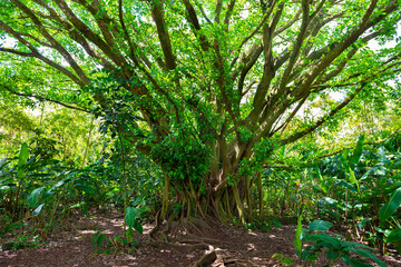 Old green tree, with big roots in the jungle. Arenal Volcano National Park. Costa Rica, Central America..
