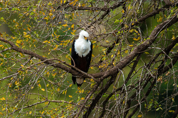 Pygargue vocifère, .Haliaeetus vocifer , African Fish Eagle, Parc national Kruger, Afrique du Sud