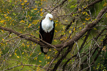Pygargue vocifère, .Haliaeetus vocifer , African Fish Eagle, Parc national Kruger, Afrique du Sud