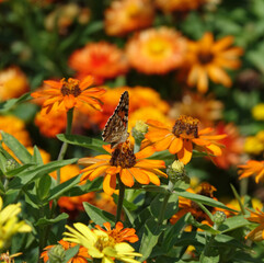 Painted Lady Butterfly Vanessa Cardui On Orange Coloured Blossoms
