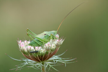Grasshopper