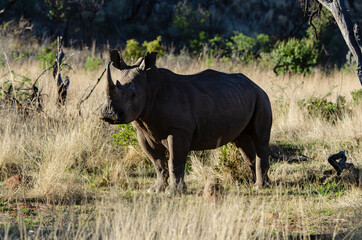 Obraz premium Rhinocéros blanc, white rhino, Ceratotherium simum, Parc national Pilanesberg, Afrique du Sud