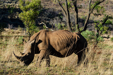 Obraz premium Rhinocéros blanc, white rhino, Ceratotherium simum, Parc national Pilanesberg, Afrique du Sud