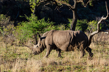 Fototapeta premium Rhinocéros blanc, white rhino, Ceratotherium simum, Parc national Pilanesberg, Afrique du Sud